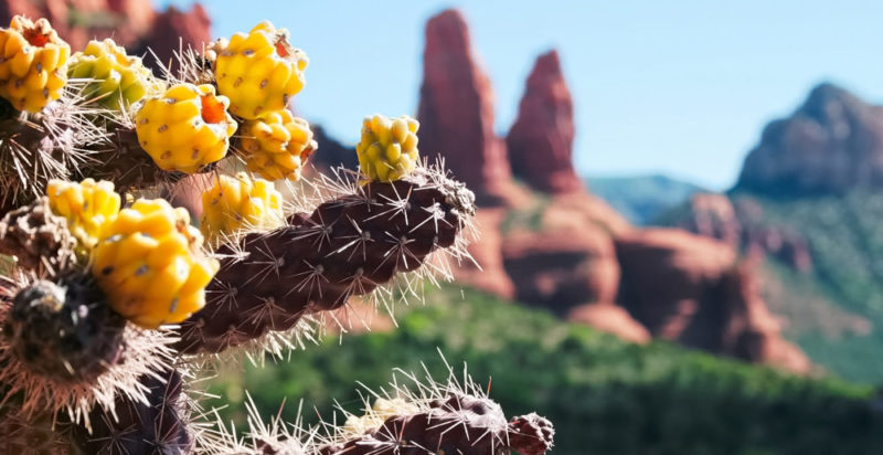 Climas árido - desierto - cactus