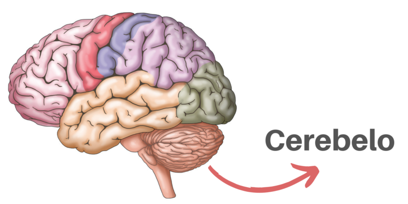 Cerebelo: funciones, anatomía, enfermedades y características