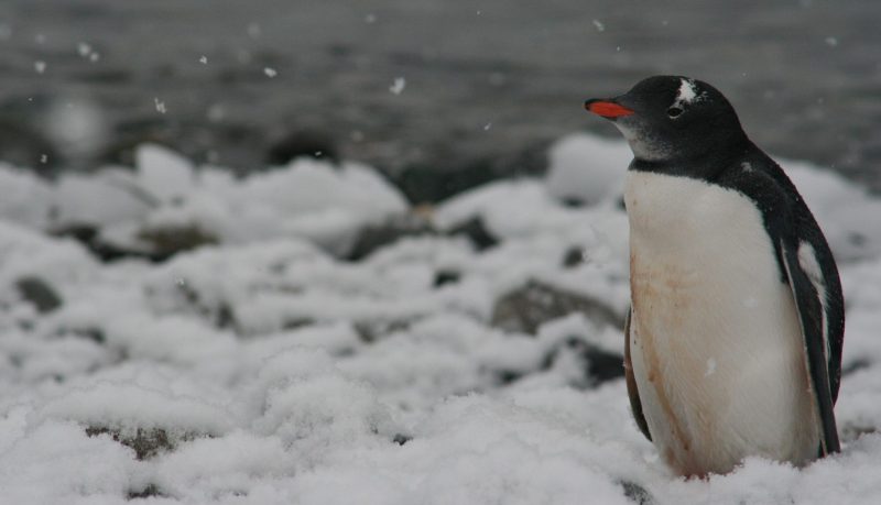 pinguinos en la antartida