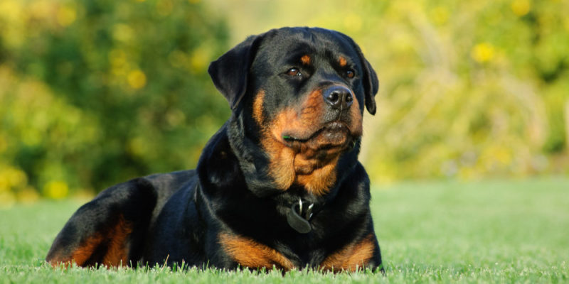 Rottweiler: origen, características, personalidad y crianza