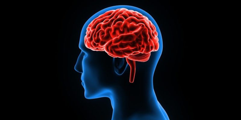 Cerebro: partes, funciones, características y enfermedades