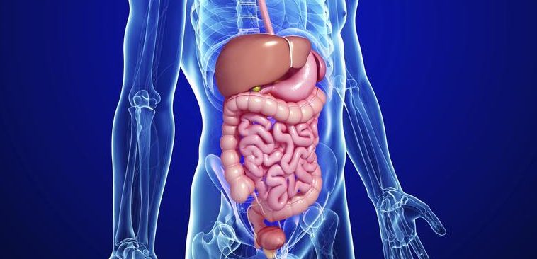 Image result for sistema digestivo