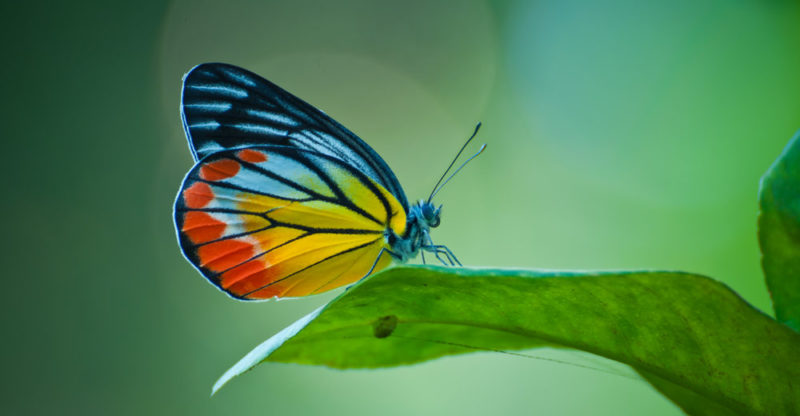Mariposas: reproducción, habitat, anatomía y características