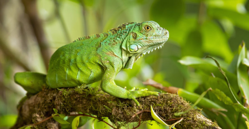 Iguana: qué es, tipos, alimentación y características