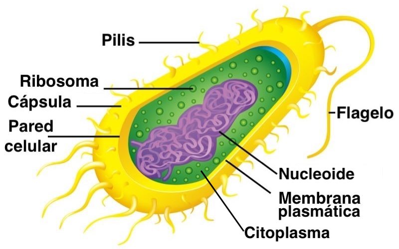 celula procariota estructura